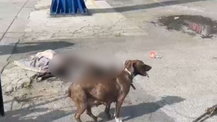 En pleno Día Mundial del Perro, sujeto mata a 'Zeus'; el can defendió a su dueño de ser asaltado