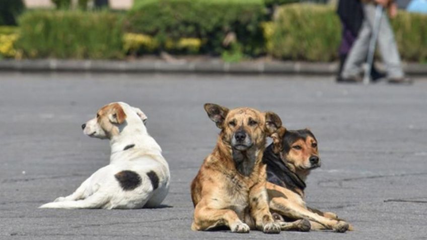 Día Internacional del Perro: Esterilización es la opción para evitar la presencia de caninos callejeros
