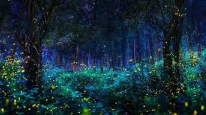 Inicia el Festival de las Luciérnagas en el Estado de México: Un espectáculo único lleno de luces