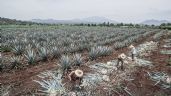 Día Internacional del Tequila ¿Por qué se celebra el 24 de julio? Aprende a reconocer un buen tequila