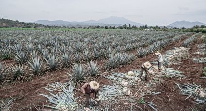 Día Internacional del Tequila ¿Por qué se celebra el 24 de julio? Aprende a reconocer un buen tequila