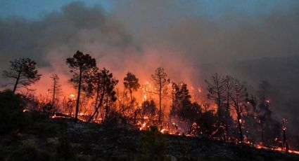 Fuerte incendio le quita la vida a 25 personas en Argelia; 10 de las víctimas fatales eran soldados