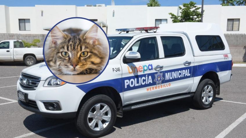 Maltrato animal en Hermosillo: Arrestan a hombre por herir a un gato al lanzarlo contra la pared