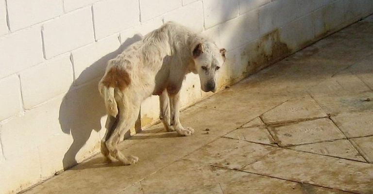Maltrato animal sin castigo en los municipios de Guaymas y Empalme