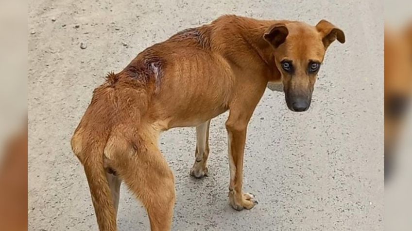 Maltrato animal sin castigo en los municipios de Guaymas y Empalme, denuncian animalistas de la región