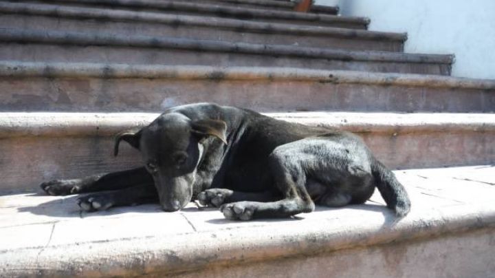 ¿Lo sabías? Por esto hoy es Día del Perro Callejero; México suma más 'lomitos' en esta condición