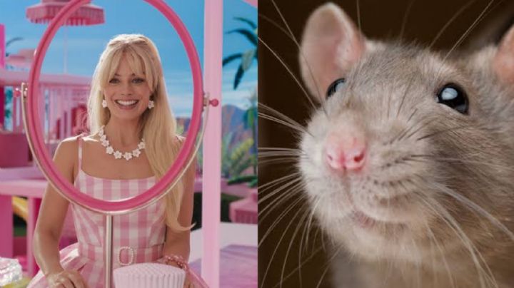 VIDEO: En plena función de 'Barbie', rata entra a una sala de cine y desata pánico entre el público