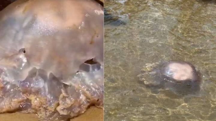 Increíble: Captan a medusa 'alien' en las costas de España; video se hace viral en redes sociales