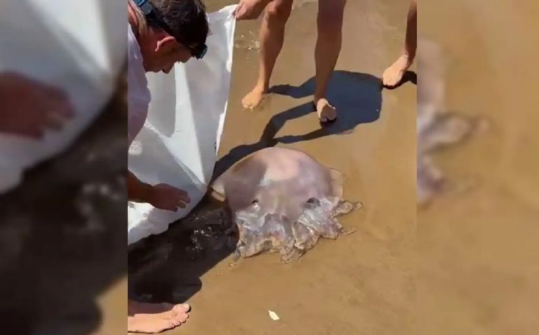 Medusa Alien en España