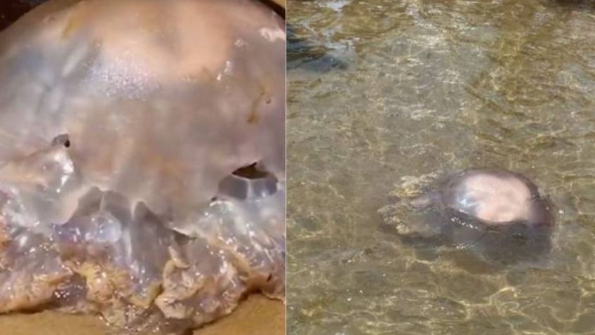 Increíble: Captan a medusa 'alien' en las costas de España; video se hace viral en redes sociales