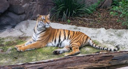 Conoce a 'Tora', la tigresa rescatada de Black Jaguar White Tiger que se recupera en Chapultepec