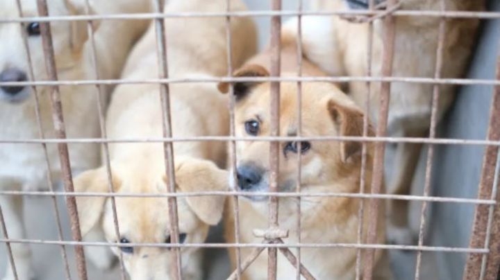 ¡Justicia! Sujeto asfixia a su perrito con la correa en la Ciudad de México; policías lo detienen