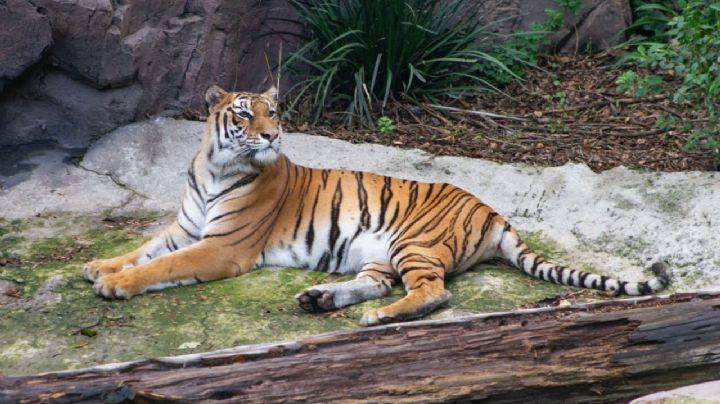 Conoce a 'Tora', la tigresa rescatada de Black Jaguar White Tiger que se recupera en Chapultepec