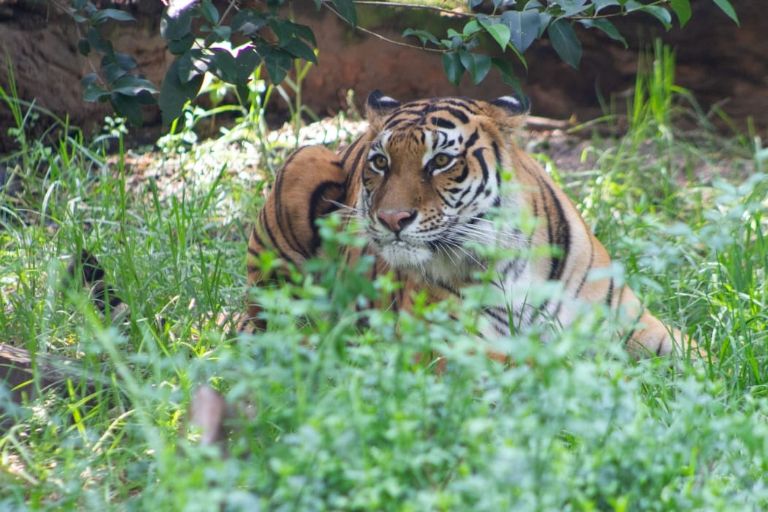 Tora, la tigresa rescatada en el Ajusco