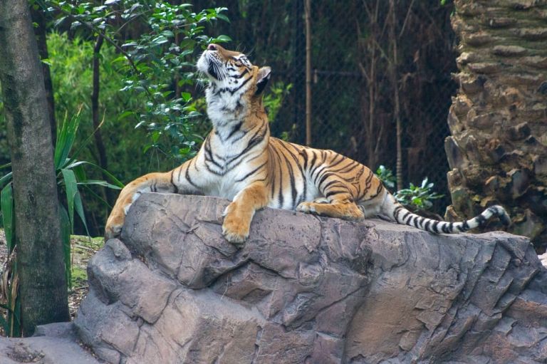 Tora, la tigresa rescatada en el Ajusco