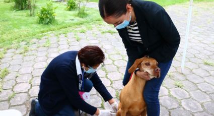 Inicia la mega jornada de vacunación antirrábica en el Estado de México; lleva al perro de tu casa
