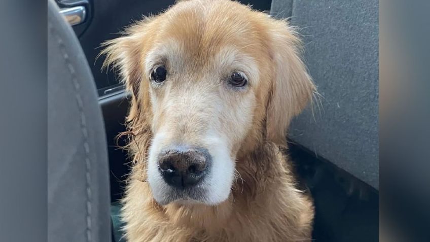 La historia de Sophia: Sus dueños la abandonaron y se volvió viral por su cara triste; ya fue adoptada