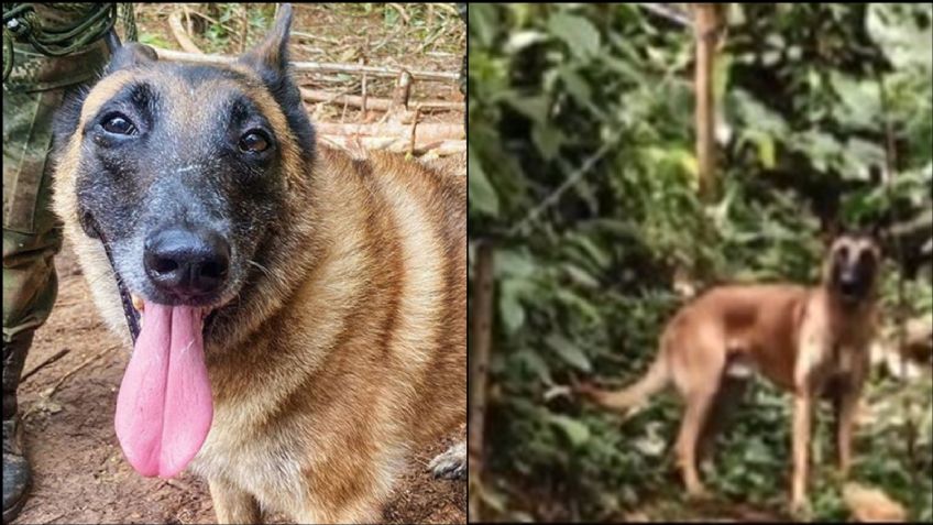 A varios días del extravío de 'Wilson', surge VIDEO viral de su presunto hallazgo'; estaría en Caquetá