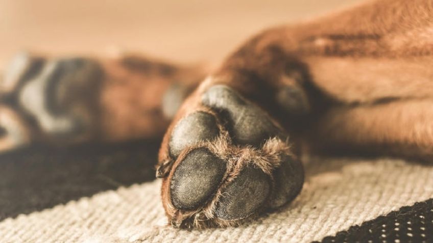 Maltrato animal: En Querétaro, masculino golpea a 'perrito' hasta matarlo; así lo detuvieron