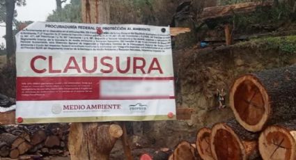 La Ciudad de México castigaría con hasta 20 años de prisión a quien corte un árbol de manera ilegal