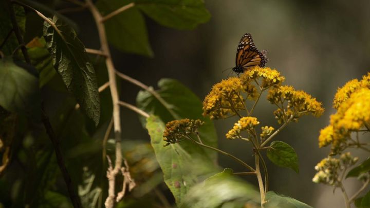 Santuario de la Mariposa Monarca: Un tesoro del Estado de México que se debe proteger y preservar