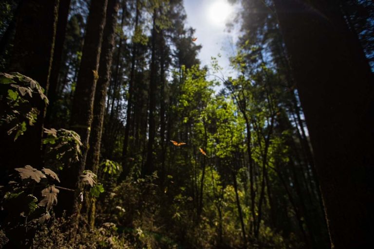 Santuario de la Mariposa Monarca
