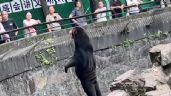 (VIDEO) De no creer: Zoológico en China aclara si osos son reales o se trata de personas disfrazadas