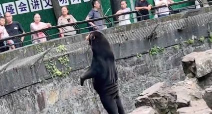 (VIDEO) De no creer: Zoológico en China aclara si osos son reales o se trata de personas disfrazadas