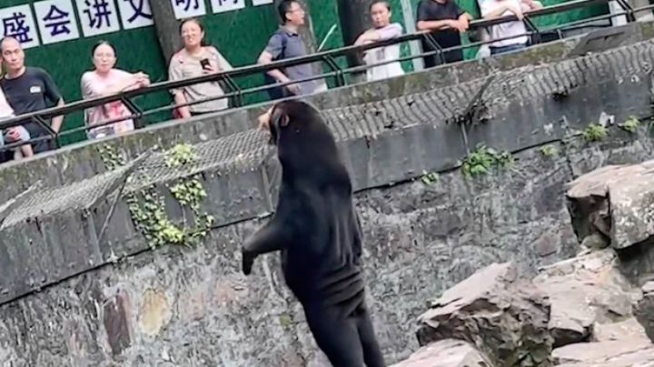 (VIDEO) De no creer: Zoológico en China aclara si osos son reales o se trata de personas disfrazadas