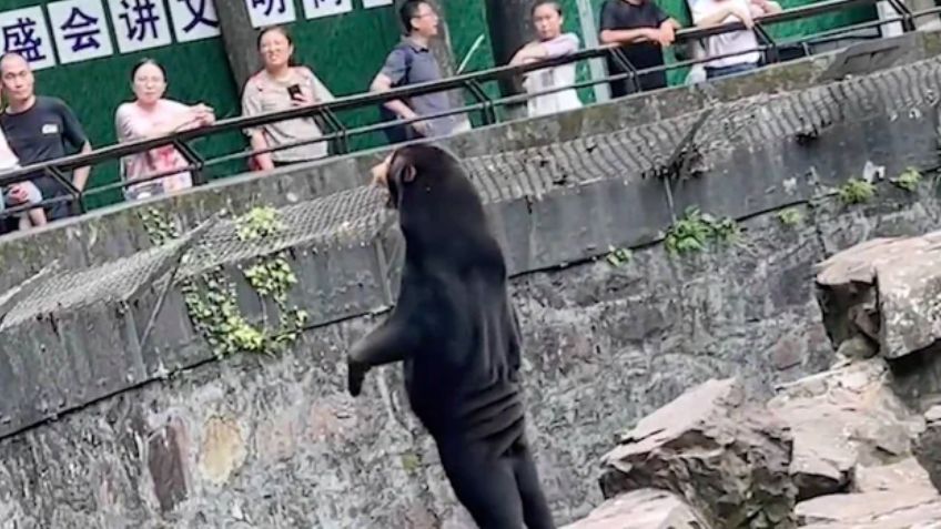 (VIDEO) De no creer: Zoológico en China aclara si osos son reales o se trata de personas disfrazadas