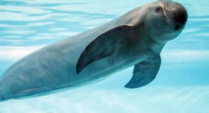 Lucha por la vaquita marina se libra en Sonora: Sólo quedan 10 animales de esta especie