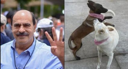 Presidente municipal de Michoacán habría baleado a dos perritas en plena vía pública