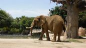 Día Internacional del Elefante: Ely y Gipsy celebran en Zoológico de San Juan de Aragón