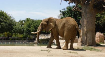 Día Internacional del Elefante: Ely y Gipsy celebran en Zoológico de San Juan de Aragón