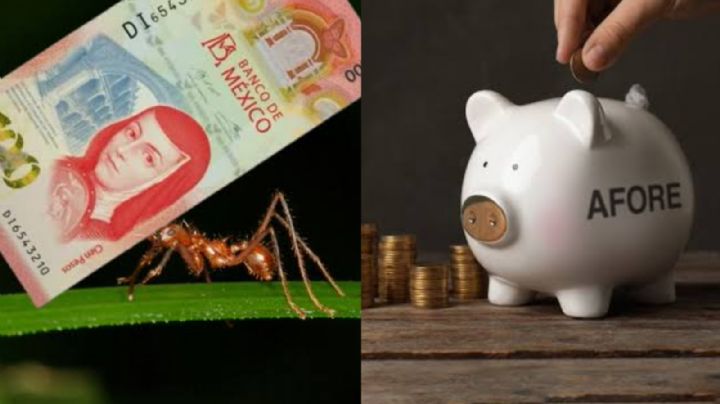 ¿Ya hiciste cuentas? Gastos hormiga pueden invertirse en tu Afore; la Condusef te enseña cómo