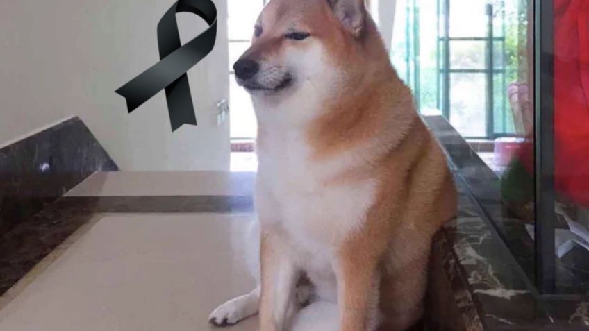 Internet se viste de luto: Muere 'Cheems', famoso 'perrito' que inspiró memes; esto pasó