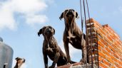 Alto al maltrato animal: Nezahualcóyotl dice sí a esta multa por abandonar 'perritos' en azoteas