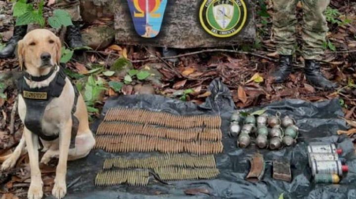 Perrito antibombas pierde la vida tras la explosión de un petardo; reportan a 6 personas heridas