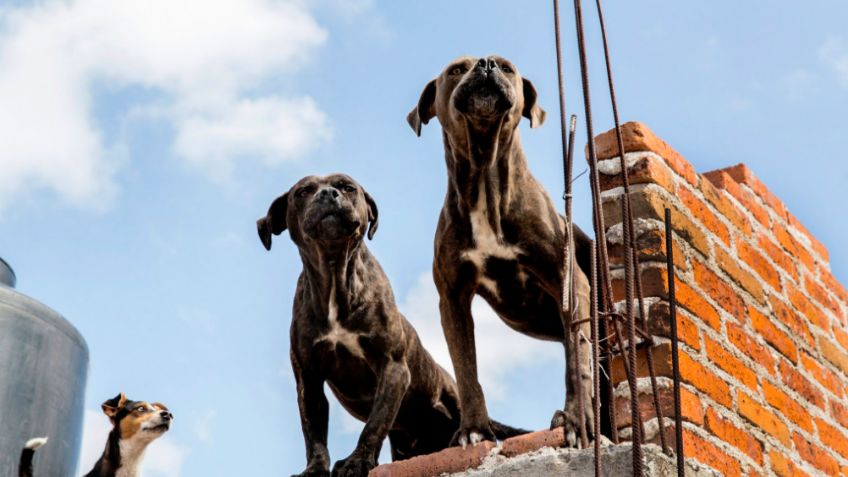 Alto al maltrato animal: Nezahualcóyotl dice sí a esta multa por abandonar 'perritos' en azoteas