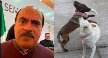 Vinculan a proceso a alcalde de Morena por balear a dos perritas en Michoacán