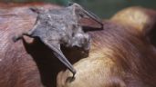 Estado de México: Confirman brote de peligroso virus transmitido por murciélago a ganado