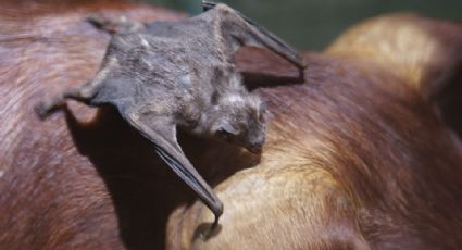 Estado de México: Confirman brote de peligroso virus transmitido por murciélago a ganado
