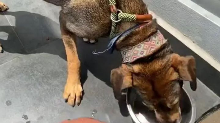 VIDEO: Abandonan y amarran a perrito en la Colonia Del Valle; autoridades lo rescatan