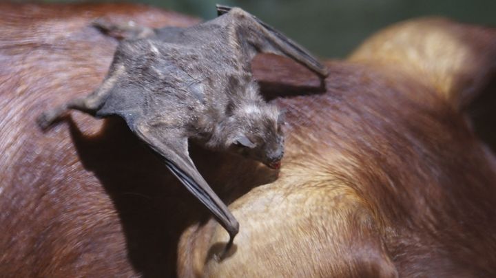 Estado de México: Confirman brote de peligroso virus transmitido por murciélago a ganado