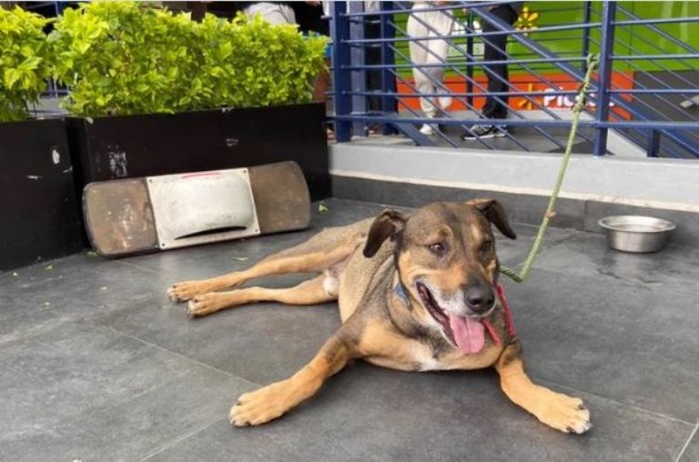Perrito abandonado en la Colonia del Valle