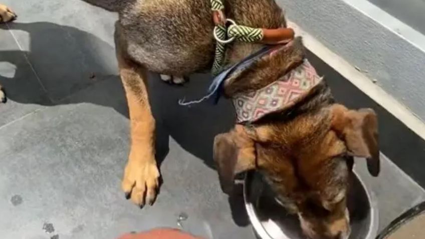 VIDEO: Abandonan y amarran a perrito en la Colonia Del Valle; autoridades lo rescatan