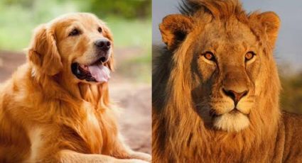 Igualitos: Tras polémica con un oso, Zoológico de China ahora hace pasar a un perro por un león