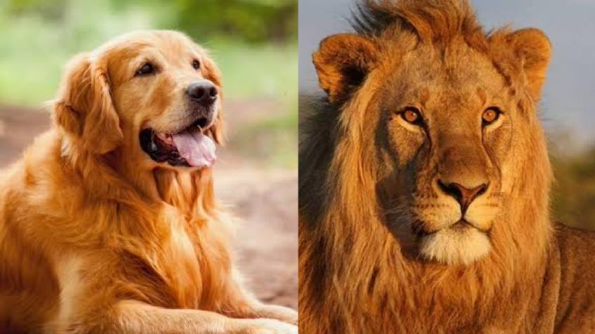 Igualitos: Tras polémica con un oso, Zoológico de China ahora hace pasar a un perro por un león