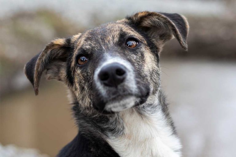 Riesgos por comer carne de perro