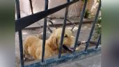 Tras cateo en domicilio, autoridades rescatan a perro que sufría de maltrato animal en Ciudad Obregón